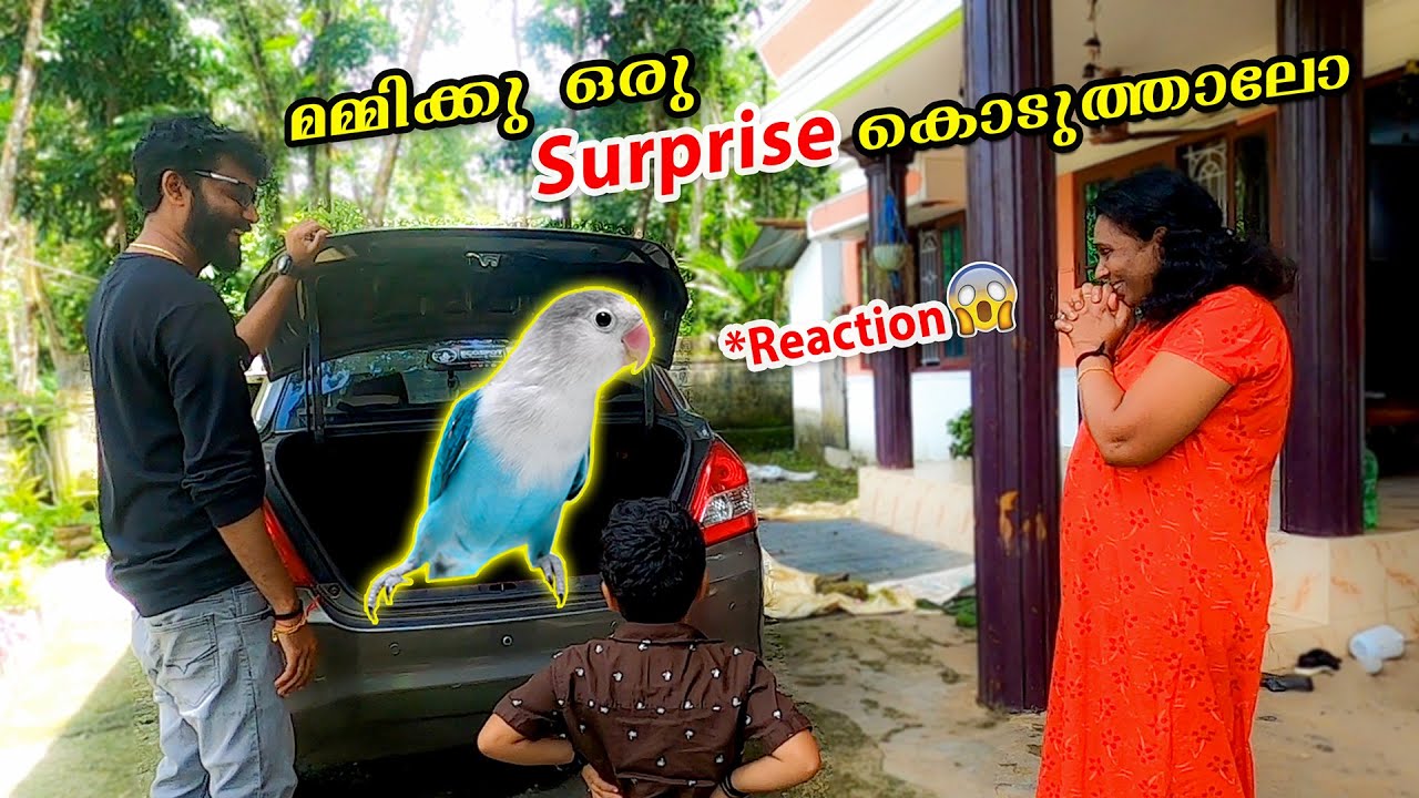 കിളിക്കൂട്ടിലേക്ക്🦜🐦ആദ്യത്തെ സെറ്റ് കിളികളെ വാങ്ങി🏠 | 🦆Brought New Love Birds to Aviary Malayalam