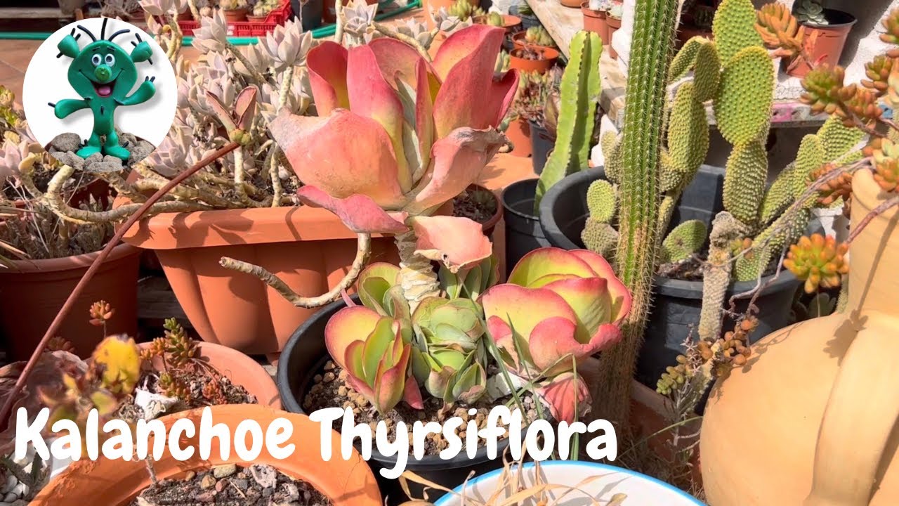 Kalanchoe THYRSIFLORA (Trasplante maceta barro)