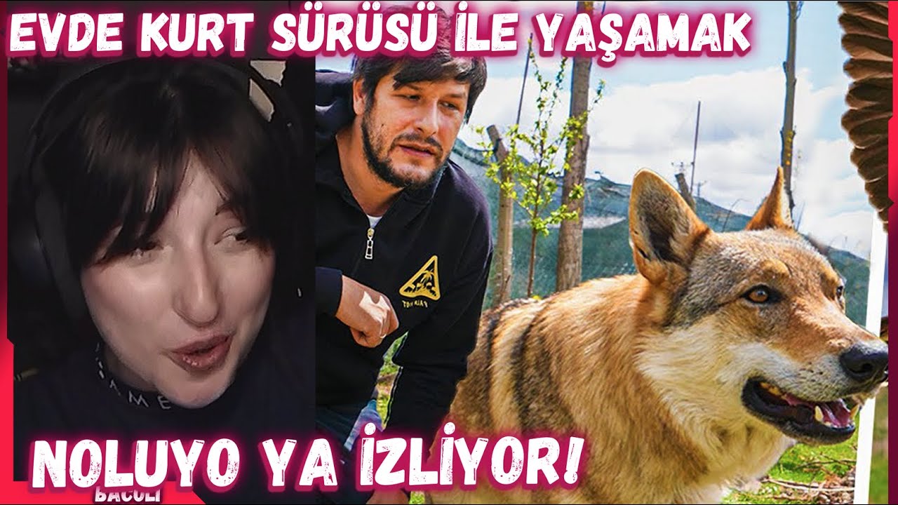 Pqueen - Evde Kurt Sürüsü İle Yaşamak ! | Vlog İzliyor! (Noluyo Ya ¿)