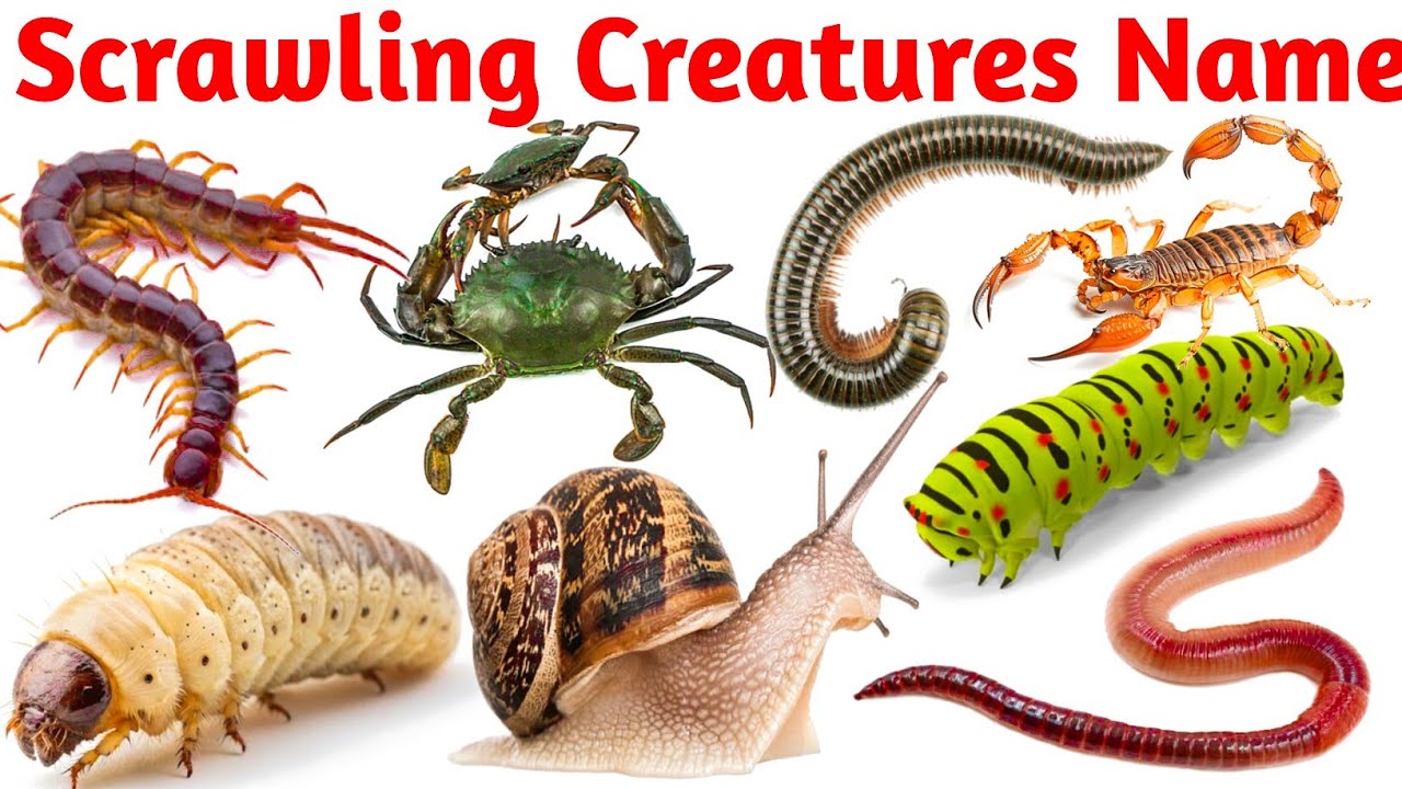 Scrawling Creatures name || Kids educational video || हिंदी और इंग्लिश में सीखें || many types creat