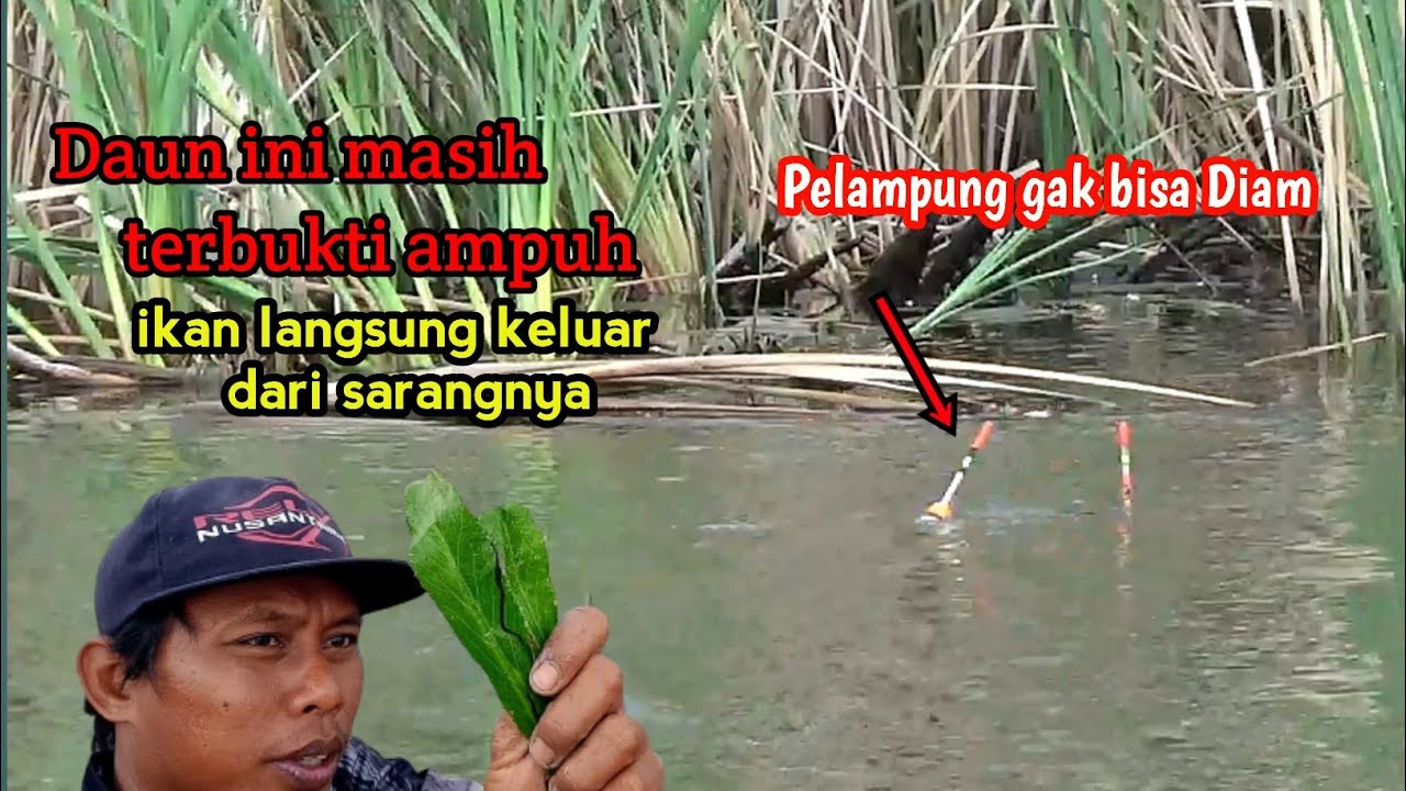 mancing nila di musim hujan coba pakai essen ini