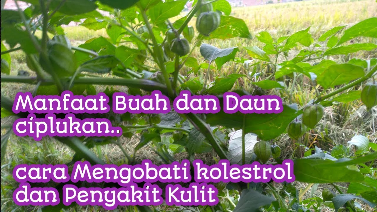 Cara Mengobati kolesterol dan penyakit kulit dengan menggunakan tanaman ciplukan