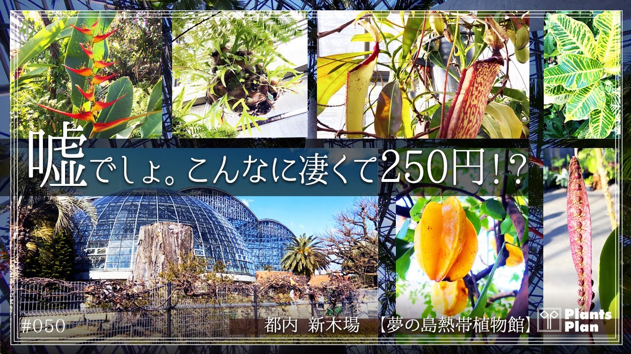 #050 【植物園紹介】嘘でしょ。こんなに凄くて250円!? (都内 新木場 夢の島熱帯植物館) 熱帯植物の楽園で週末を過ごそう