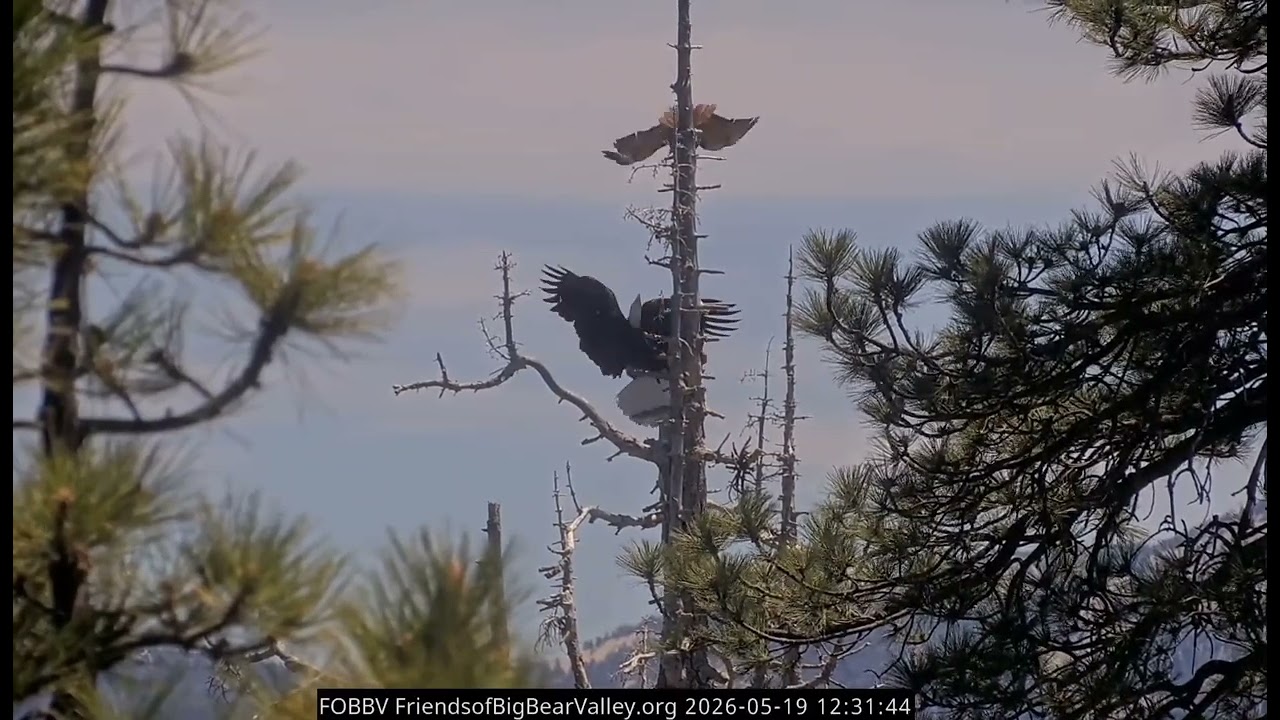 TWO RED TAIL HAWKS STRAFE JACKIE ⚠️🦅 5.19.26 fobbvcam 