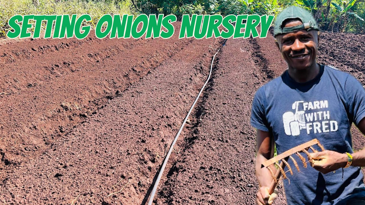 Onions farming: How to setup onions seedlings raising Nursery  (Epd 2)