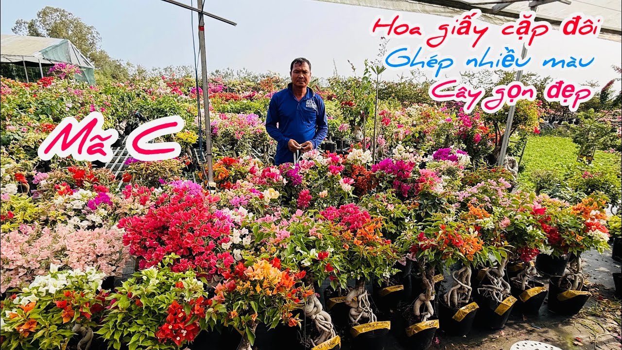 Hoa giấy cặp ghép nhiều màu chào bán bao phí ship..23/02😘📲 0334.497.872.Phước-Tài 