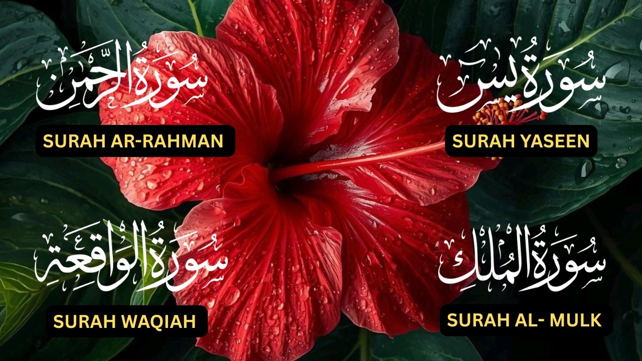 Surah Yaseen♥️, Surah Rahman♥️, Surah Waqiah♥️, Surah Al Mulk♥️| Beautiful  Soothing Recitation ❤️