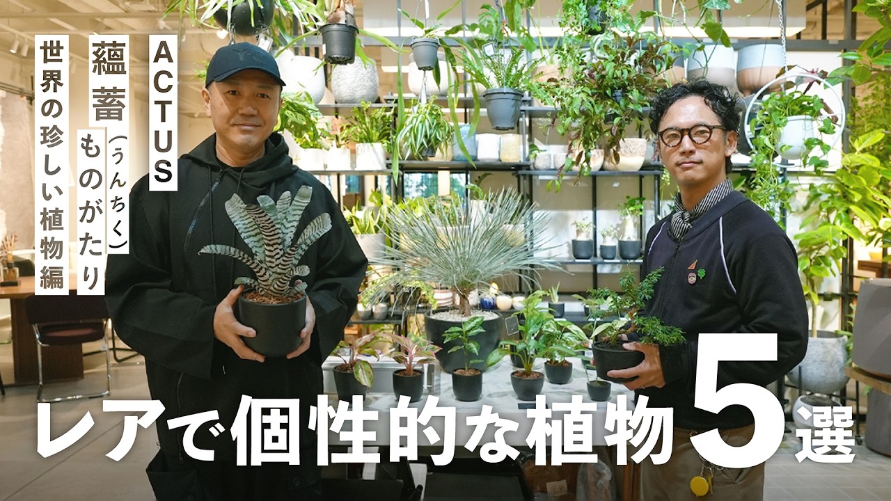 【珍しい植物】こんなグリーン初めてみた！？ユニークでインテリアにも合わせやすい観葉植物５選！