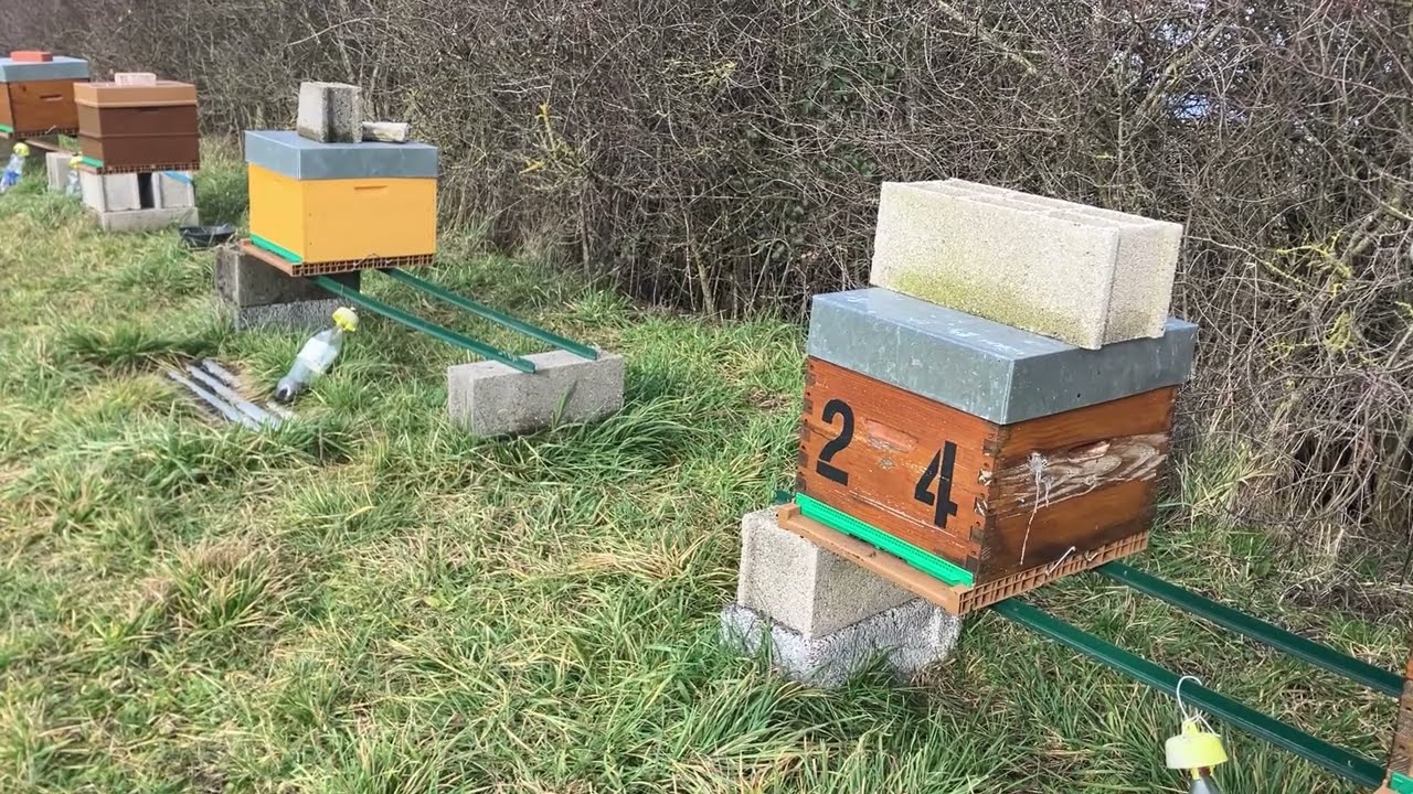S05E03 | Réponse commentaire, cours de dynamique des populations | LRSG #apiculture #beekeeper #bee