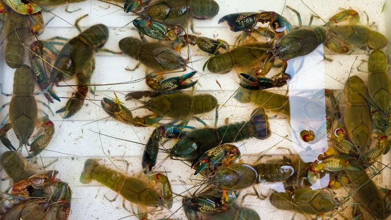 2022 Yabby BONANZA | Yabbies galore and BIG yabbies