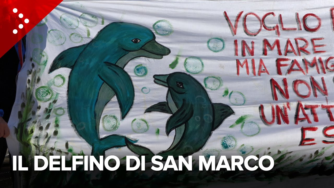 Venezia, mobilitazione per il delfino mentre i biologi sono perplessi, "Suo comportamento un enigma"