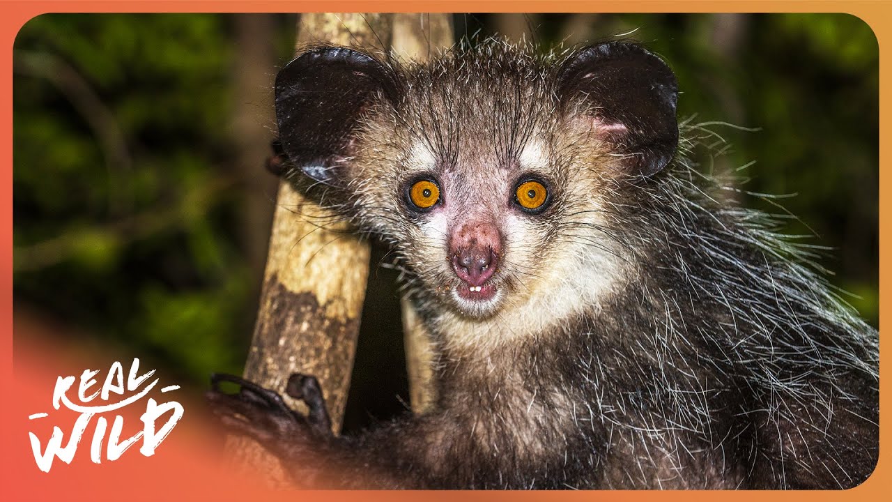 WILD MADAGASCAR: 150 Million Years of Secret Evolution