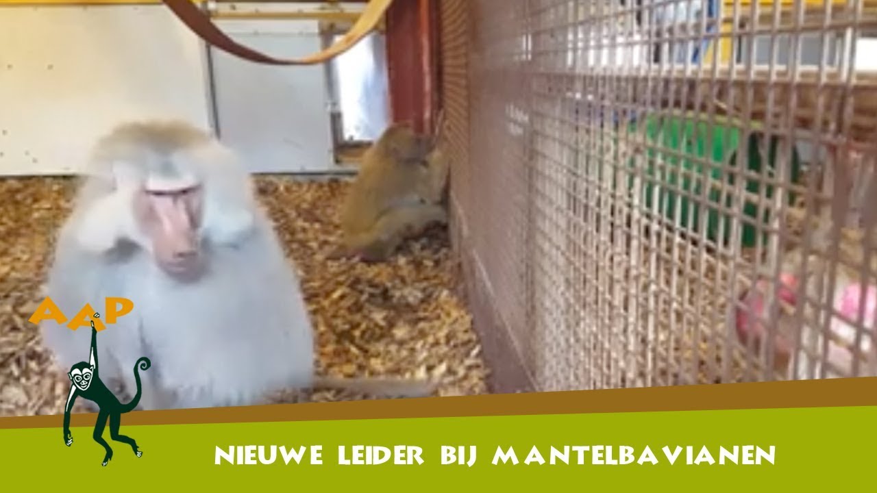 Een nieuwe leider bij de mantelbavianen! - Stichting AAP