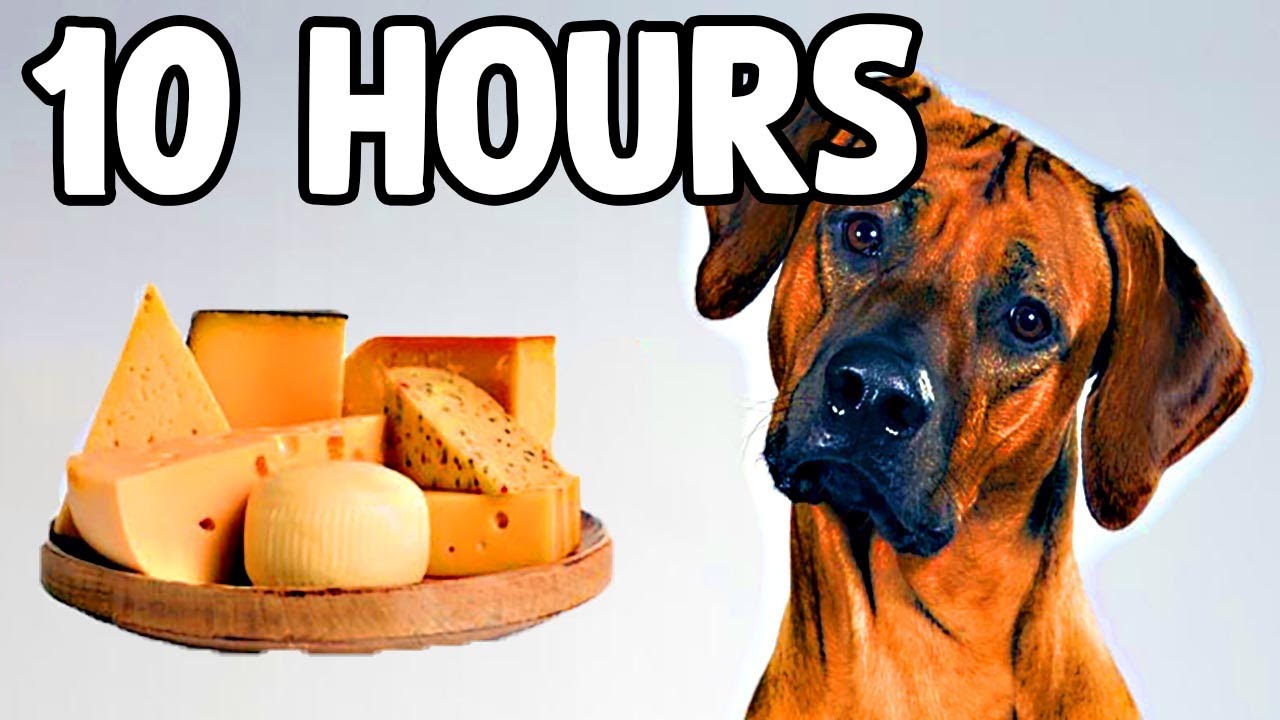 The Cheese Tax Song 10 HOURS