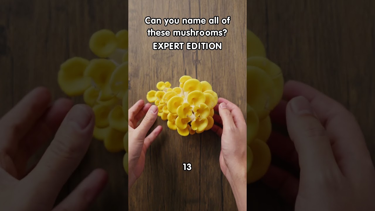 Name the mushroom: EXPERT EDITION! 🍄&zwj;🟫