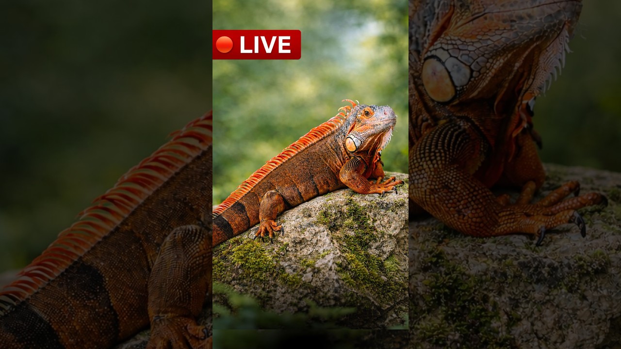 Live: Daily Life of Hector the Red Iguana | Nomad Dragon Х Будни Гектора — красная игуана без клетки