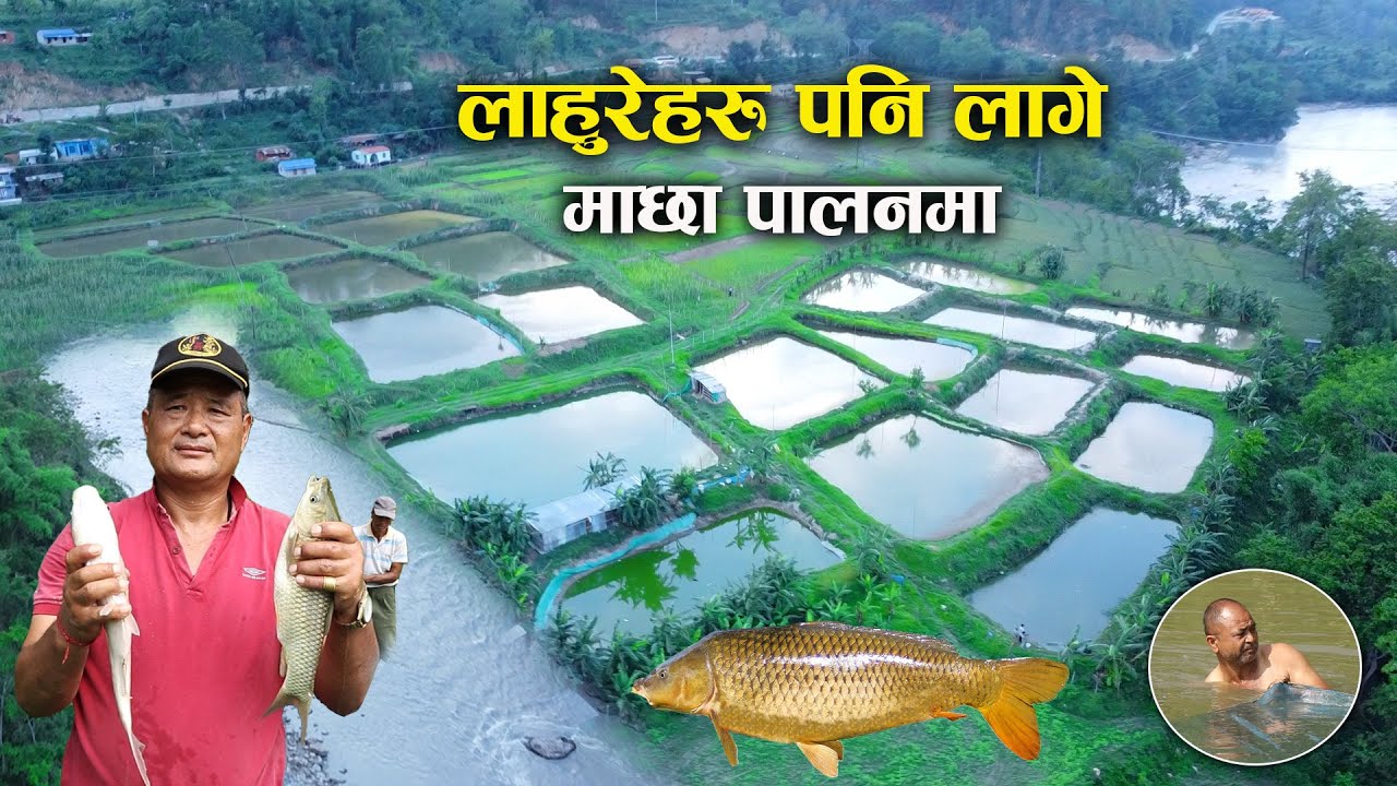 मर्स्याङ्दी नदीको पानीमा माछा पाल्दै लाहुरेहरु - Fish farming in Nepal
