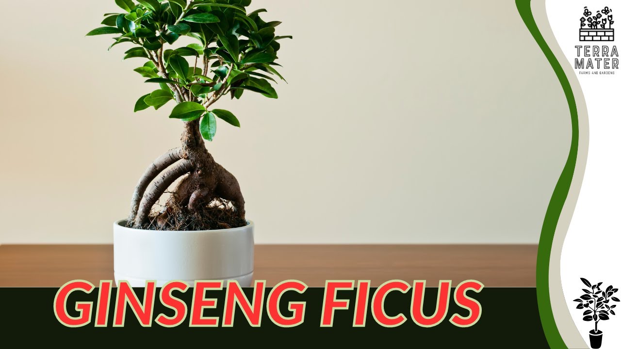 GINSENG FICUS Information, Description & More! (Ficus microcarpa or Ficus retusa)