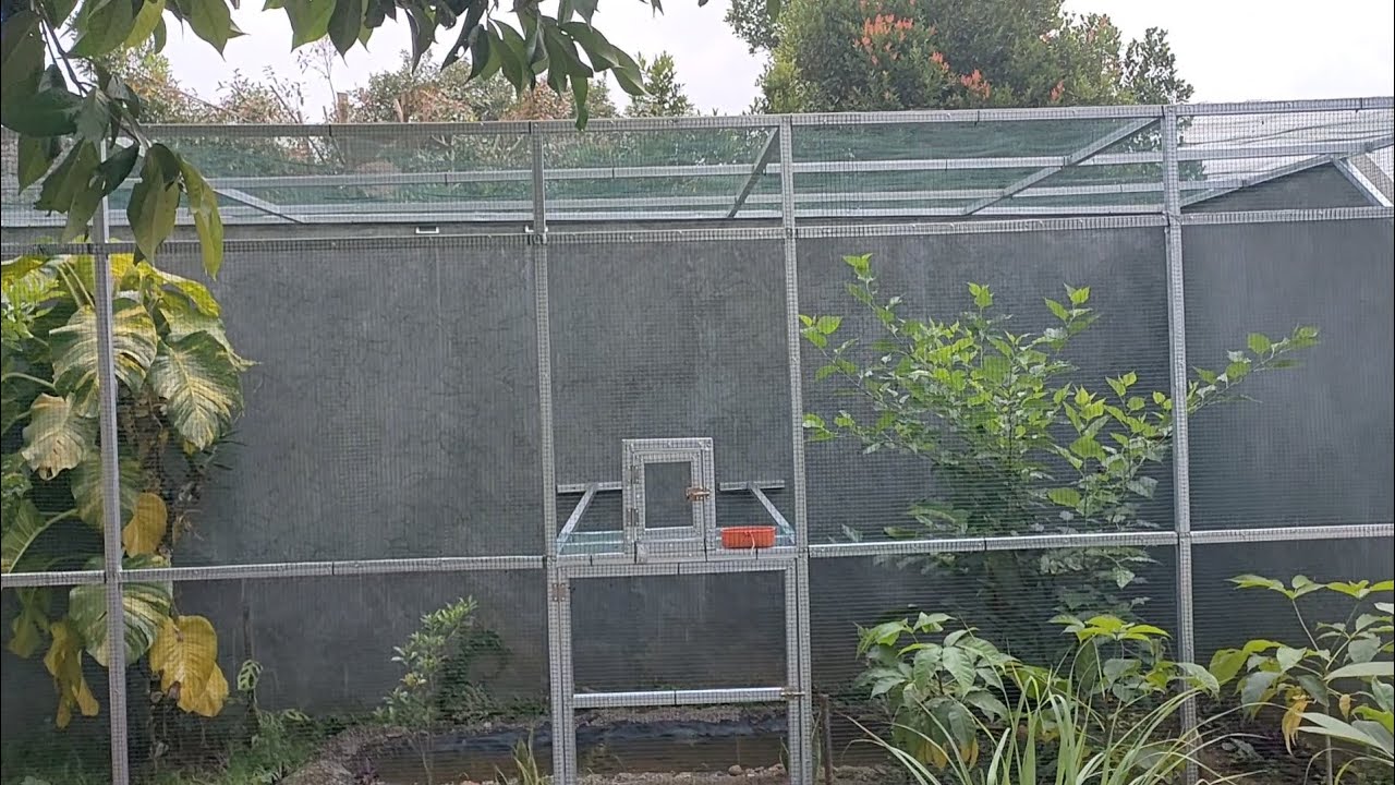Mini Aviary Modal 1 juta an