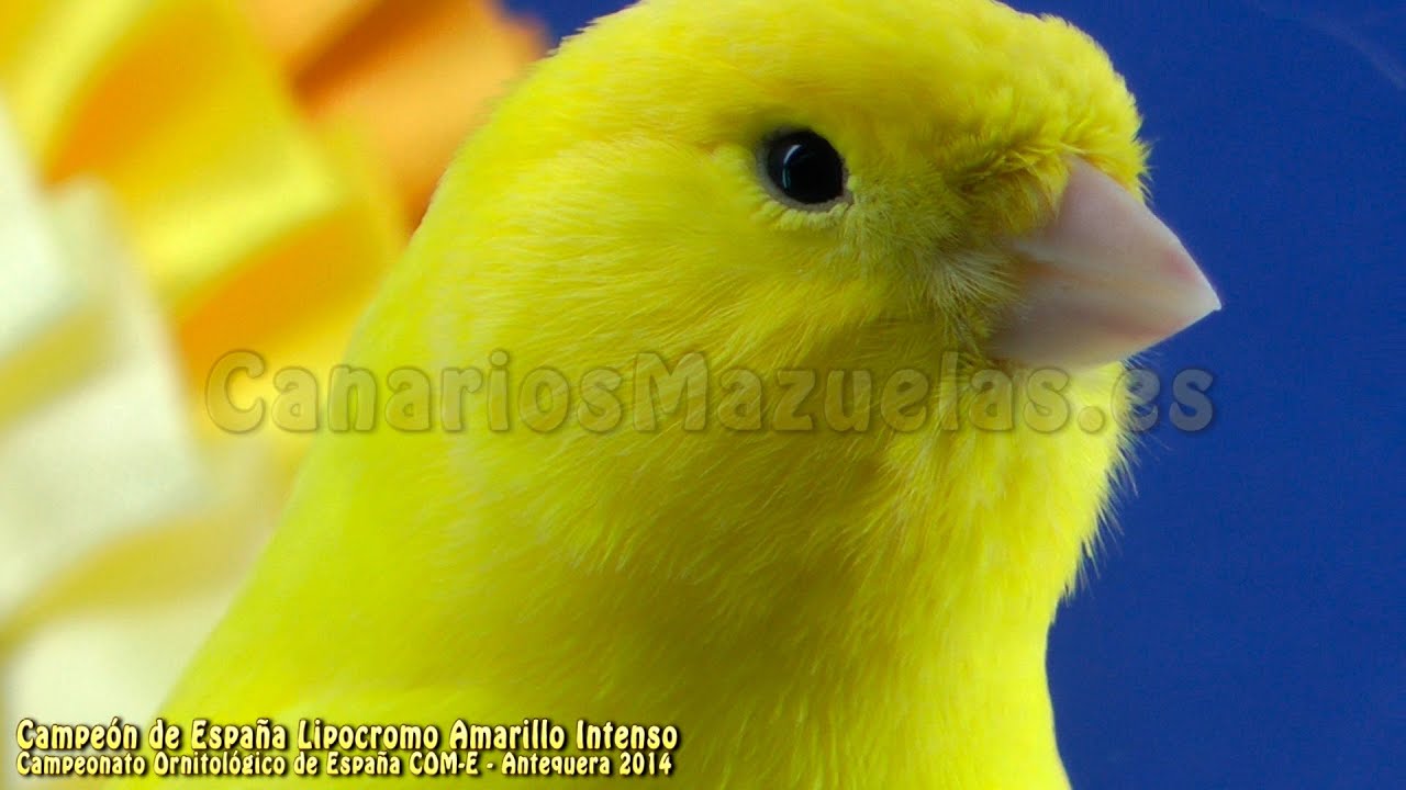 Campeón de España 2014, CANARIO AMARILLO INTENSO individual con 94 Puntos