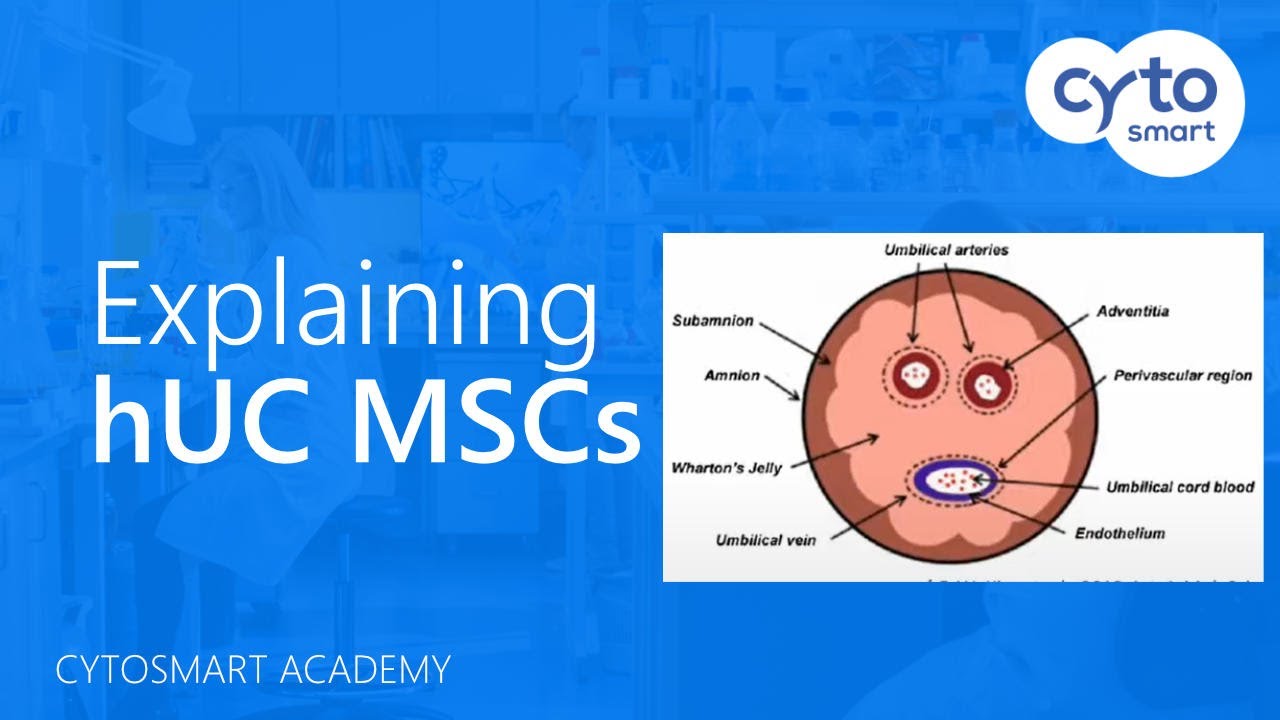 Human Umbilical Cord Mesenchymal Stem Cells (hUC MSCs) explained - CytoSMART Academy