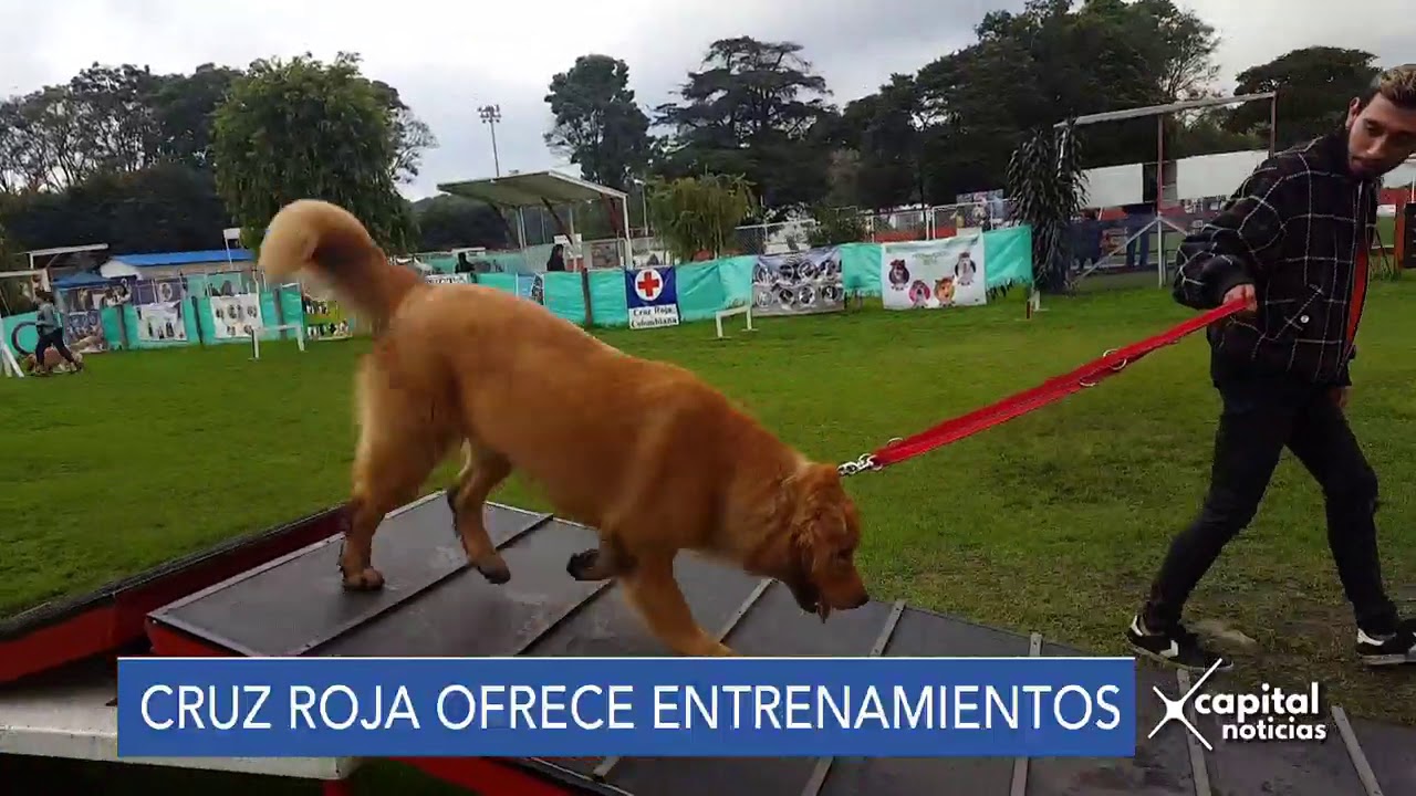 Cruz Roja ofrece talleres de adiestramiento canino