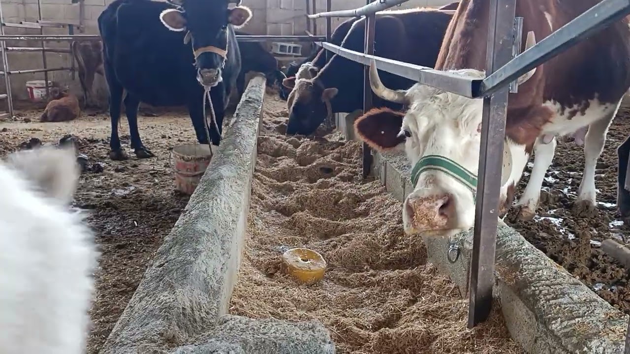 Neden köye göç etmeliyim 3 yeni başlayanlar için küçük baş hayvan tavsiyeleri 