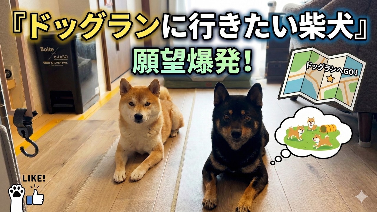 ドッグランに行きたい柴犬
