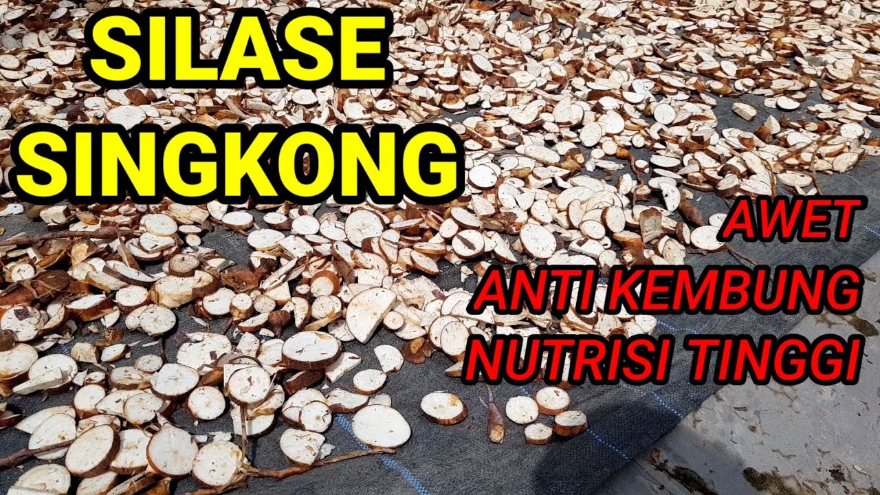 Cara yang benar mengolah singkong untuk pakan kambing domba | SILASE SINGKONG