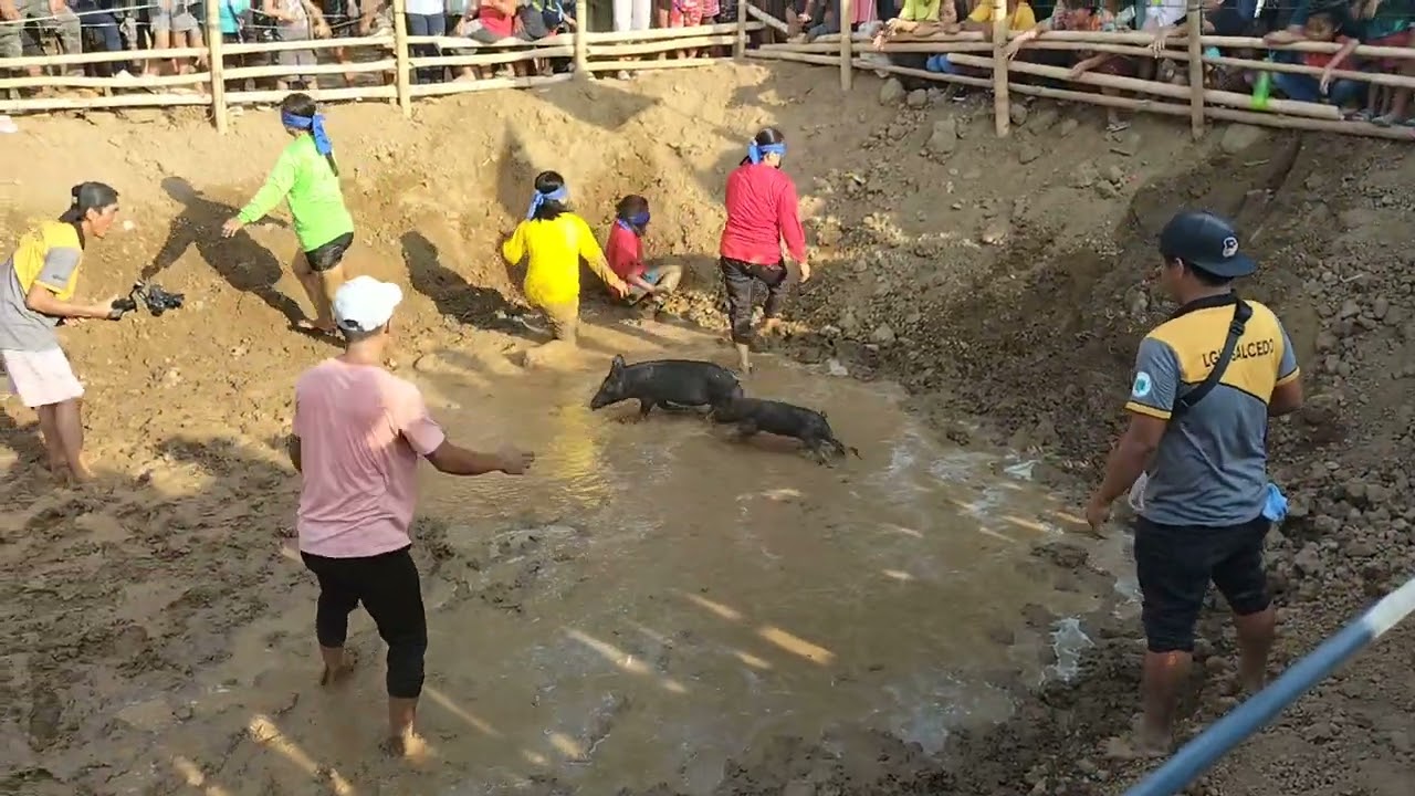 Catching Piglet | Habulan ng biik