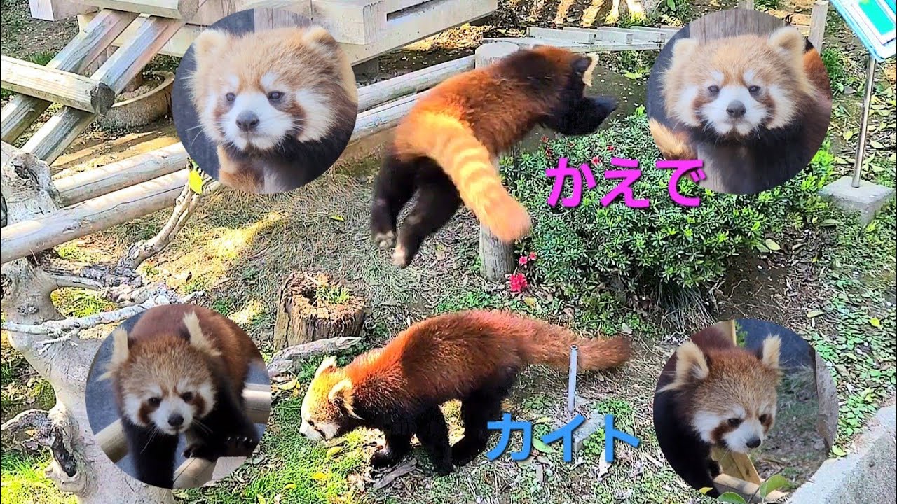 【来園客も思わず声が・・・。レッサーパンダの　かのこは　かえでに厳しい？】～Nishiyama Zoo Red Pandas～