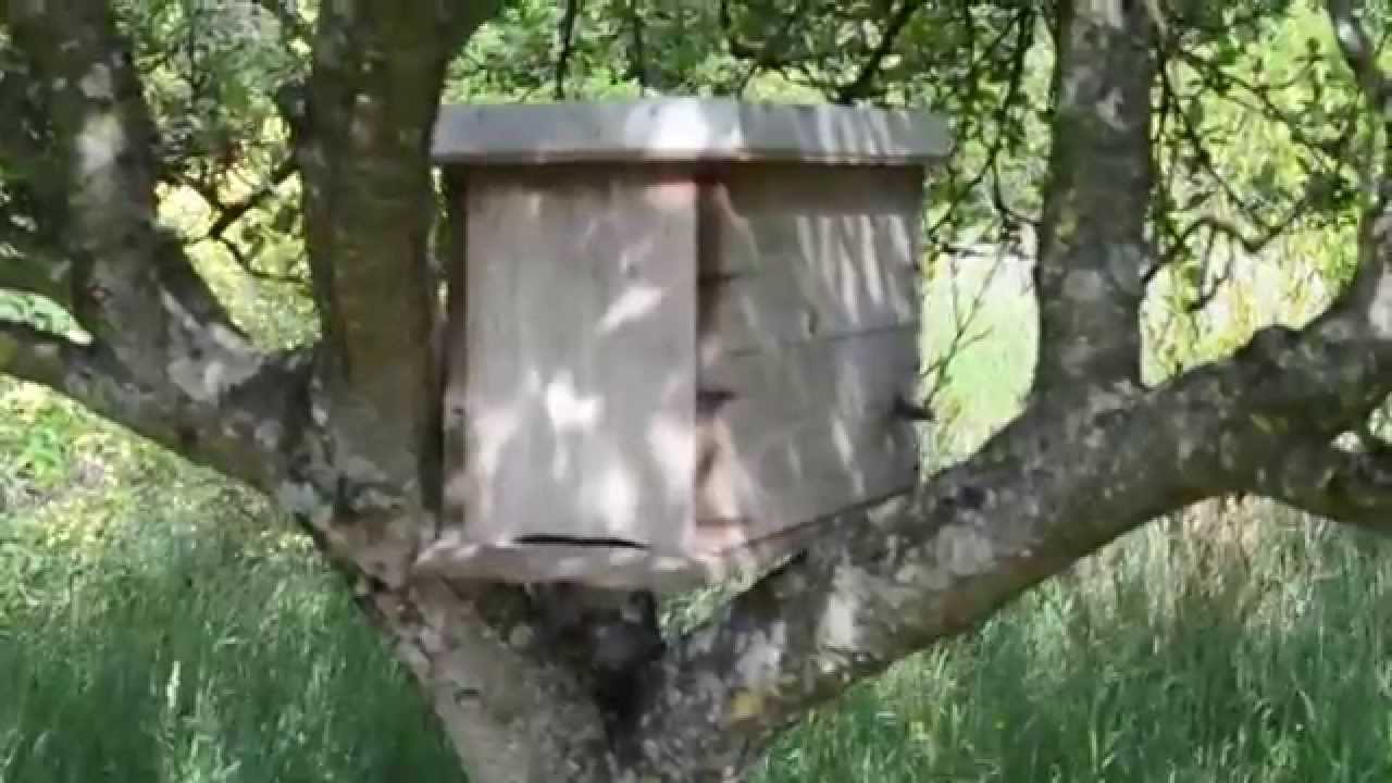 Comment piéger un essaim d'abeilles Mai/Juin 2021 Permaculture