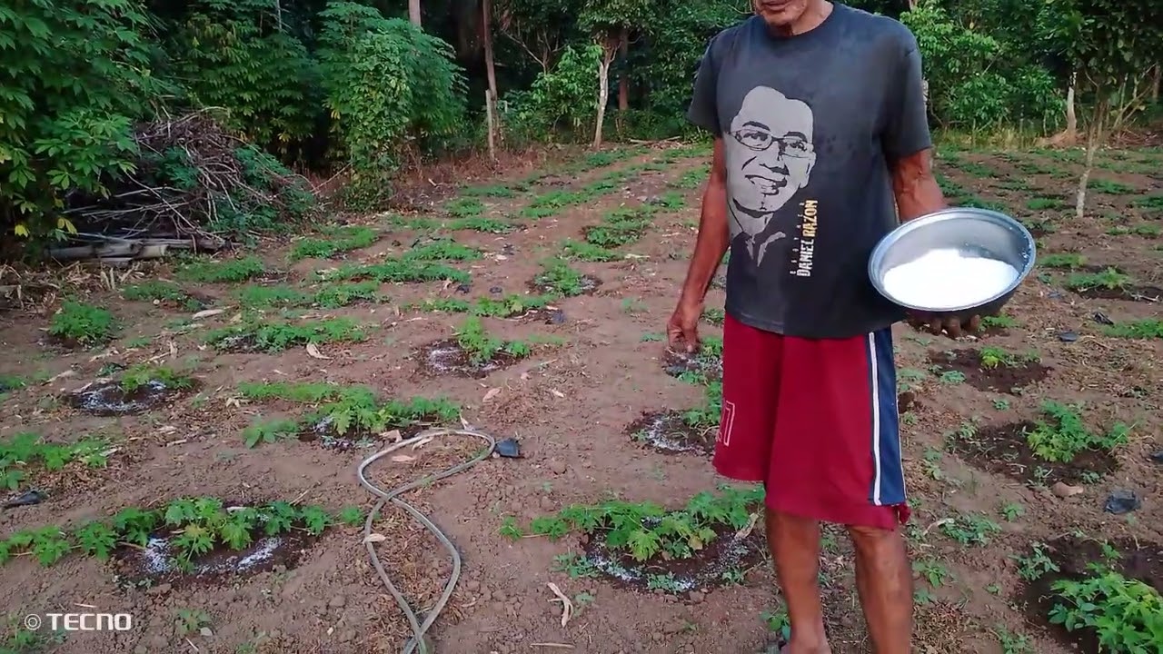 dagdag income sa pag tatanim ng talong  at ampalaya