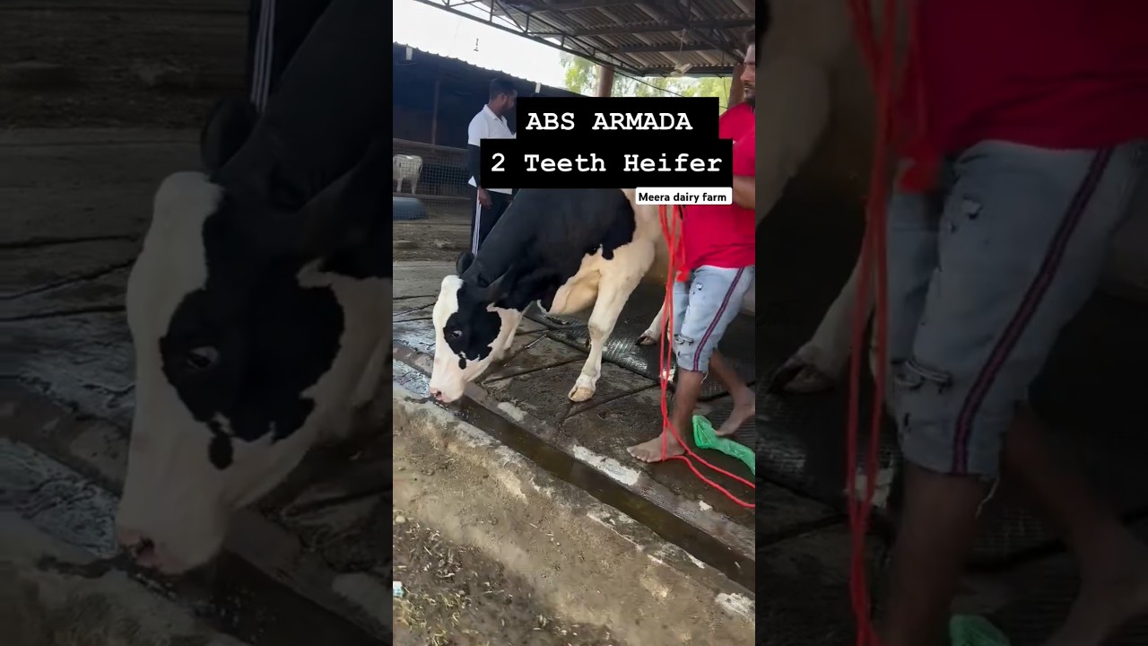ABS ARMADA daughter #cow #dairyherd #abs #armada #dairyfarm #shorts #hfcow #panjabi #viralvideo
