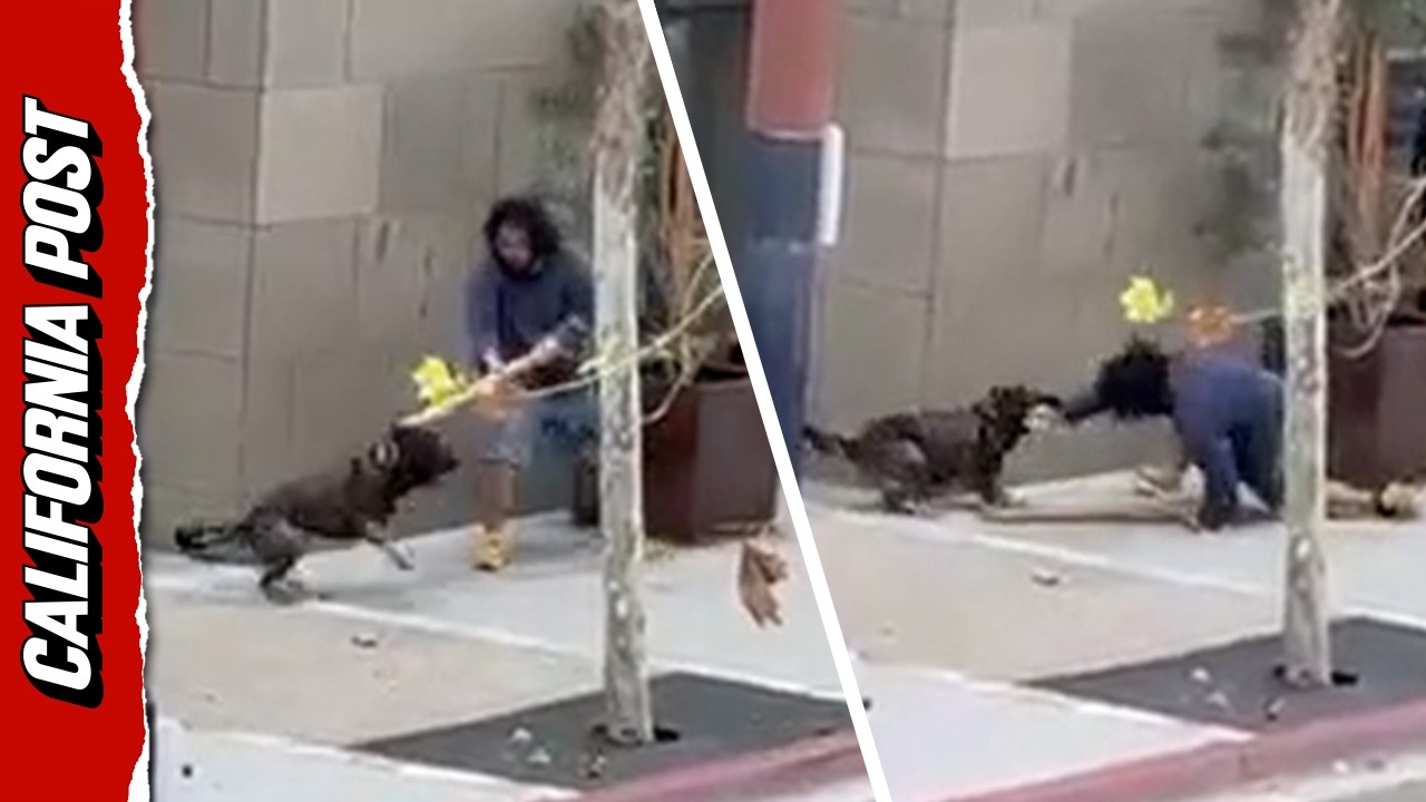 See Moment Heroic San Diego PD K9 Takes Down Armed Stabbing Suspect