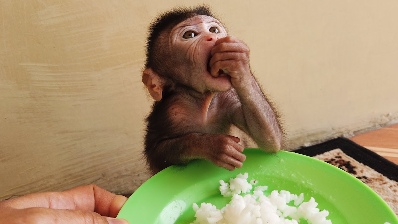 Rio Monyet Kecil Lucu Makan Nasi