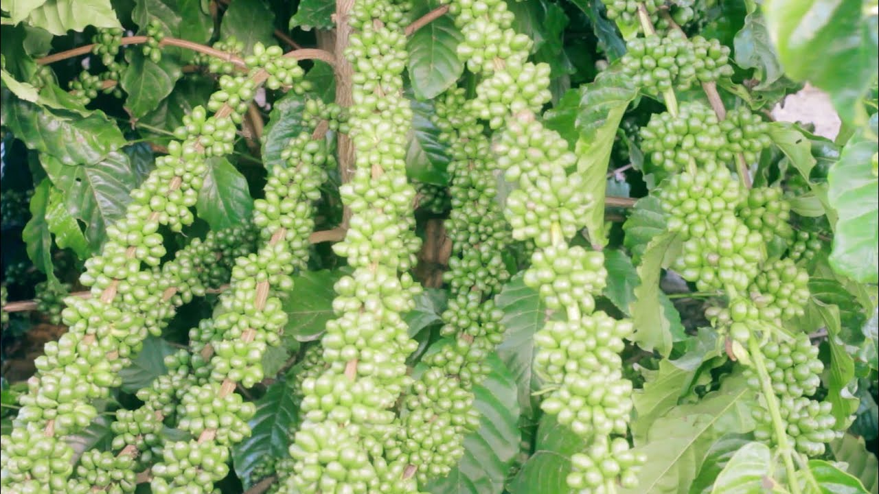 Projeto de Café Conilon Nutrirrigado por Gotejamento Enterrado na Fazenda Kitanda