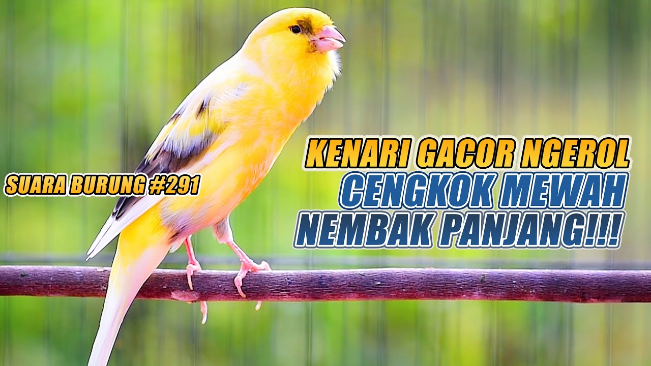 SUARA BURUNG |291| Kenari GACOR PANJANG INI Cocok untuk Masteran KENARI PAUD dan Kenari Macet BUNYI