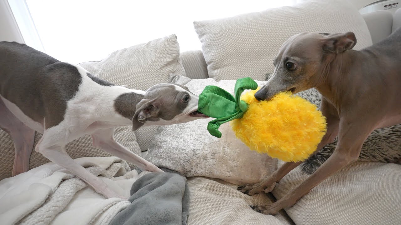 ハワイのおみやげを開けたら犬の運動会が開催されたんだがwww