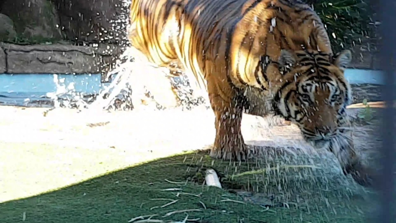 How tigers spend their day!