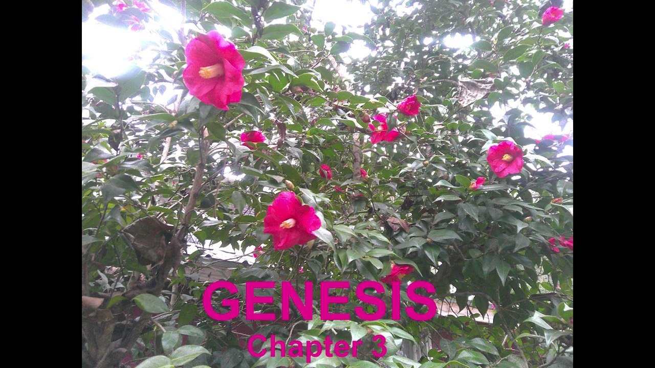 Genesis 3
