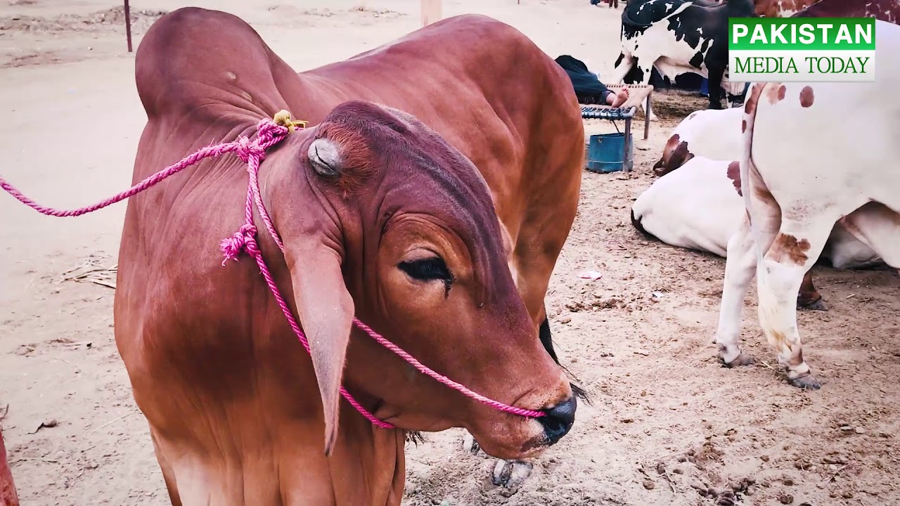 1 to 3 Lacs Range Cows | Cattle Market Karachi | Cow Mandi | Maweshi Mandi | Bakra Eid | Eid ul Adha