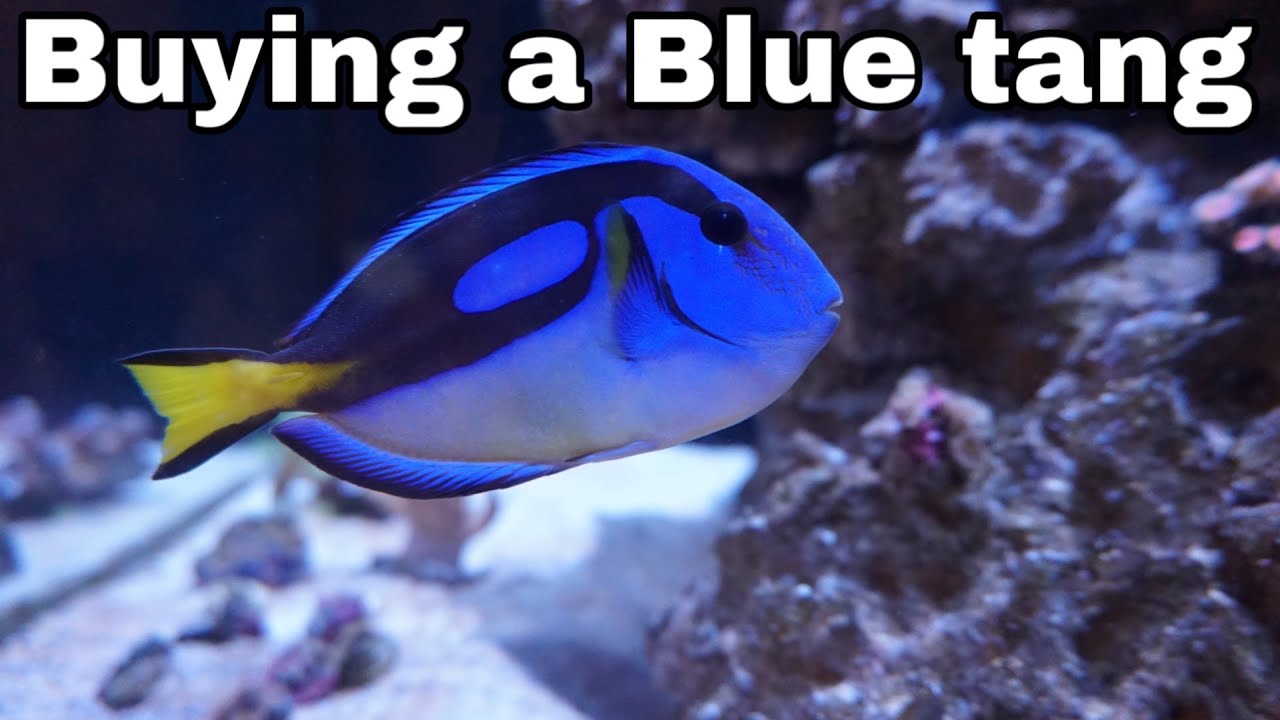 Buying a Blue Tang *Dory fish *