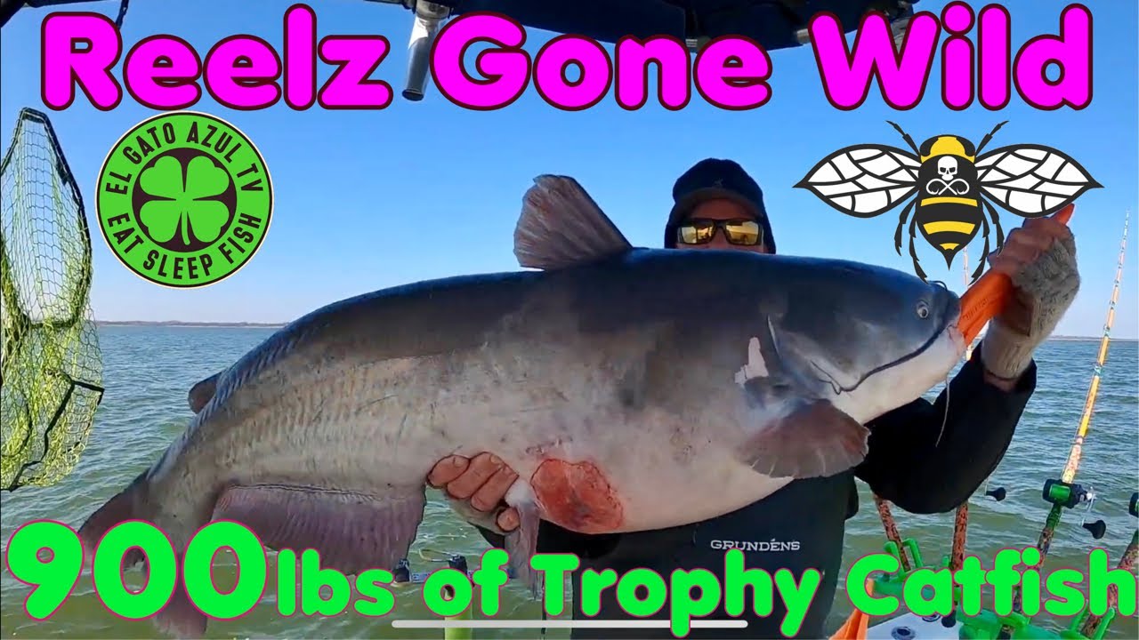 Epic 900 lbs of Trophy Catfish caught on this trip.  Incredible big fish action!