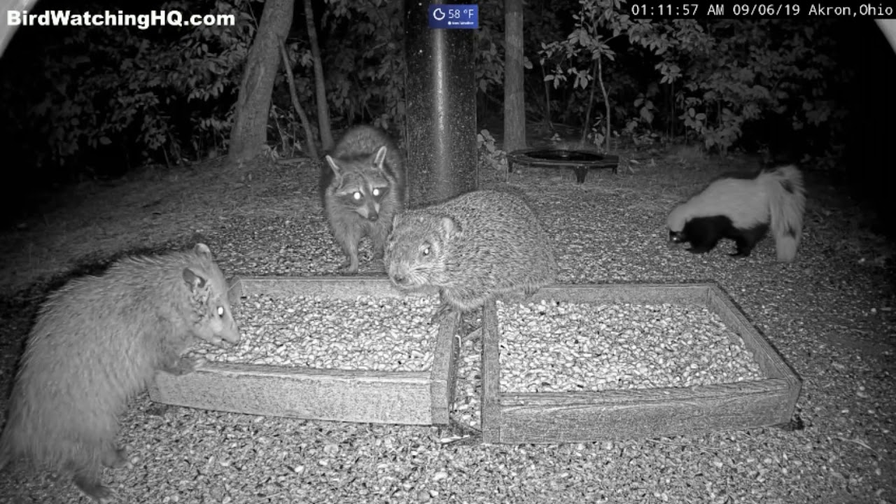 Groundhog, Opossum, Rabbit, Raccoon, Skunk Eating in Harmony at BWHQ
