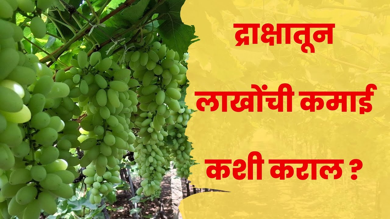 द्राक्षातून लाखोंची कमाई कशी कराल? | द्राक्षबाग व्यवस्थापनाचे खास टिप्स | Grape Farming