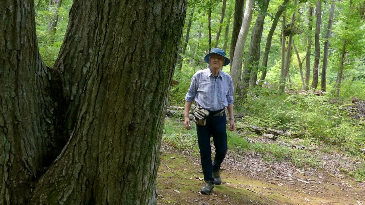 里山散歩　城山中央公園整備中、サトキマダラヒカゲ・ちっちゃな樹液酒場など　　2025. 8. 9．(4K）