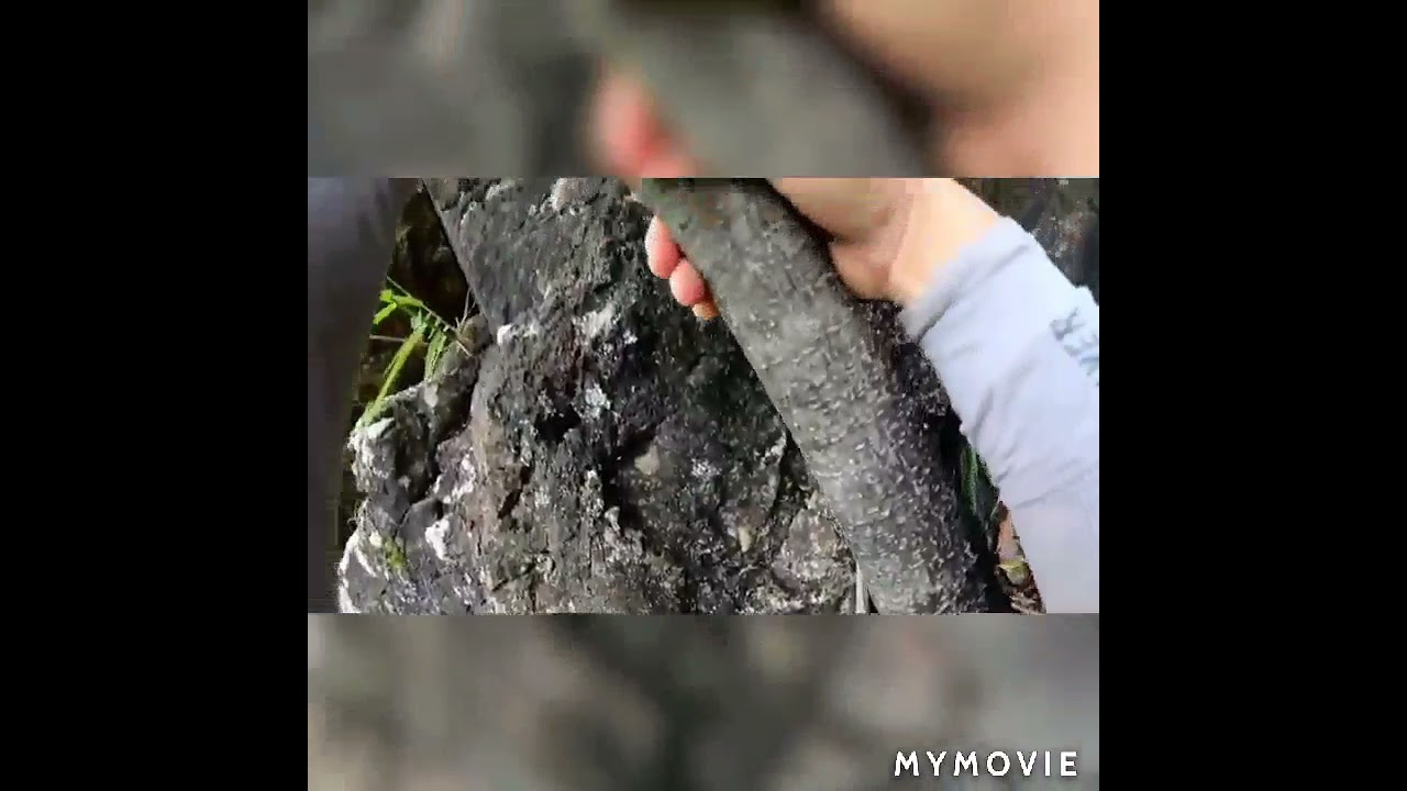 東龍石澗