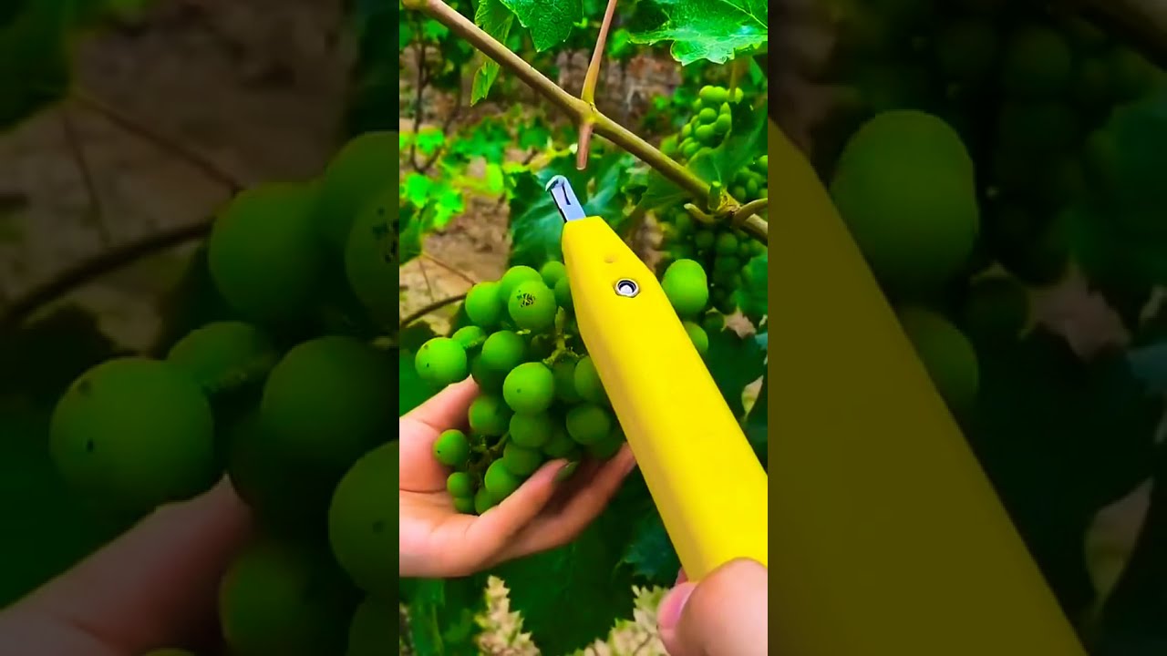 A good tools for picking fruits from trees #shorts #smlink