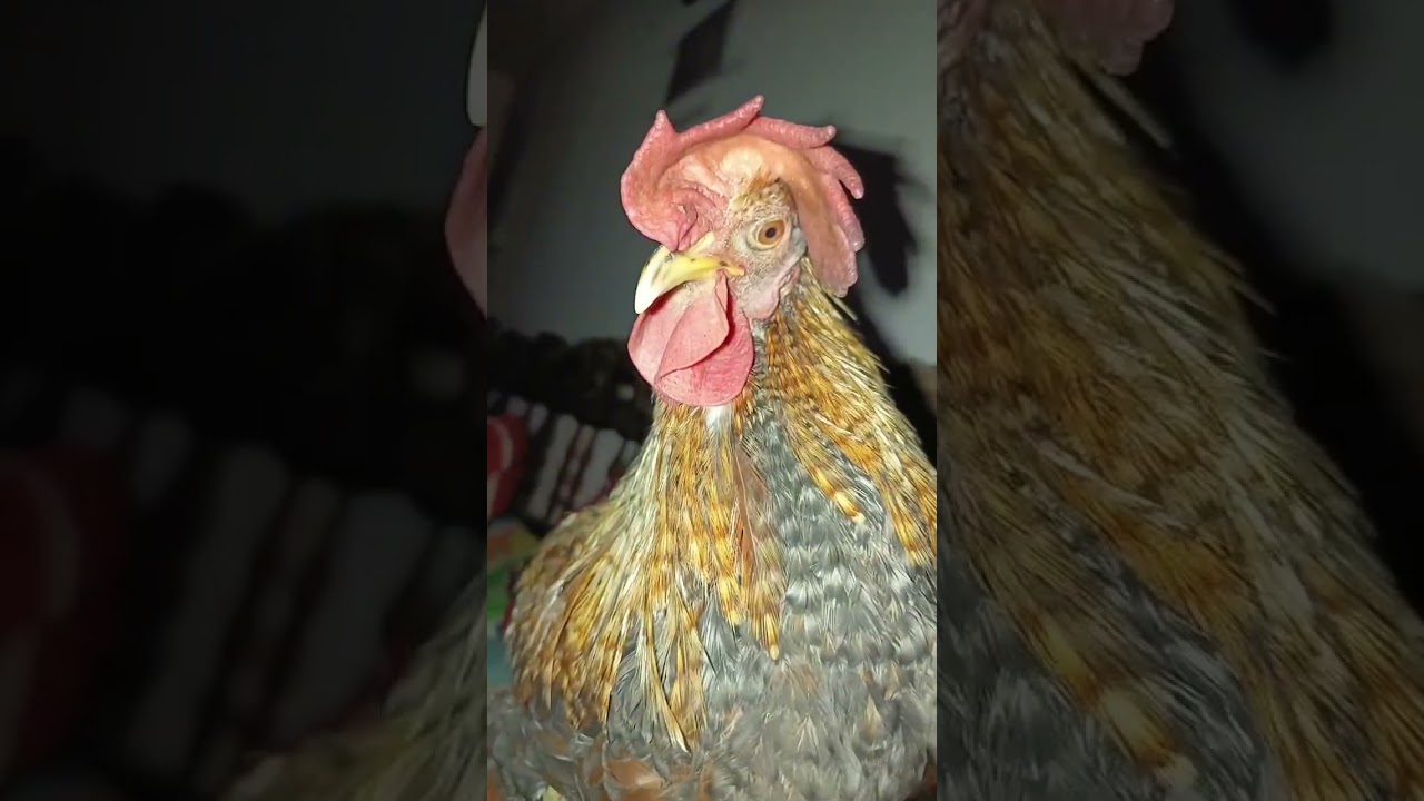 يوميات الديك خبثون 